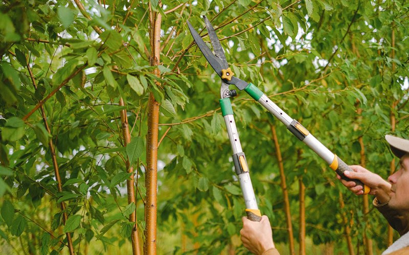 Tree trimming in Loomis, NE